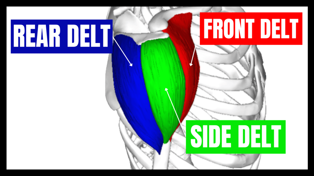 front side and rear delt muscles