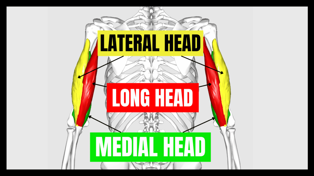 anatomy of lateral, long, and medial heads of the triceps