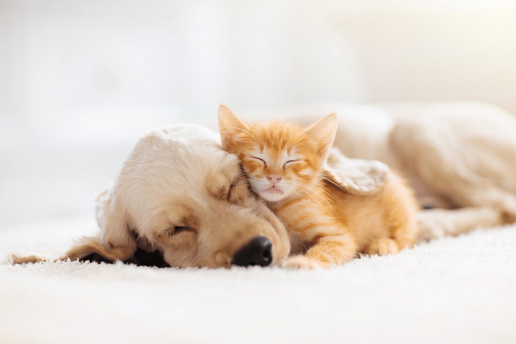 kitten and puppy sleeping together
